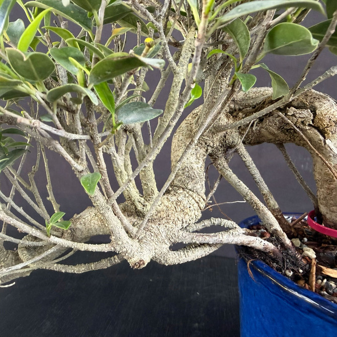 Tiger Bark Ficus Cascade Bonsai – Compact Natural Flow with Mature Bark