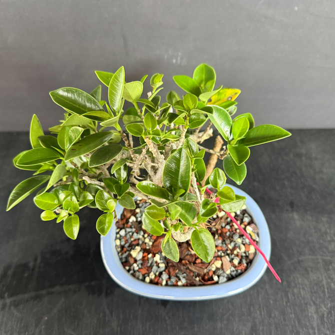 Window Sill Green Island Ficus Bonsai – Thick Trunk, Strong Roots, Compact Canopy