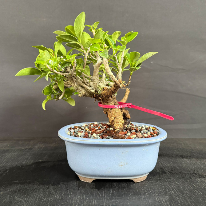 Window Sill Green Island Ficus Bonsai – Thick Trunk, Strong Roots, Compact Canopy