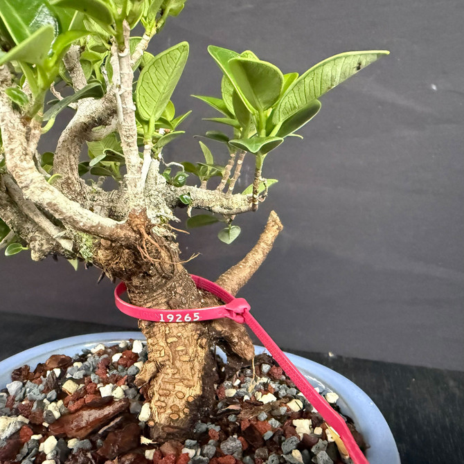 Window Sill Green Island Ficus Bonsai – Thick Trunk, Strong Roots, Compact Canopy