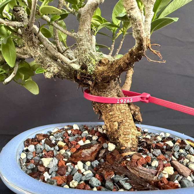 Window Sill Green Island Ficus Bonsai – Thick Trunk, Strong Roots, Compact Canopy