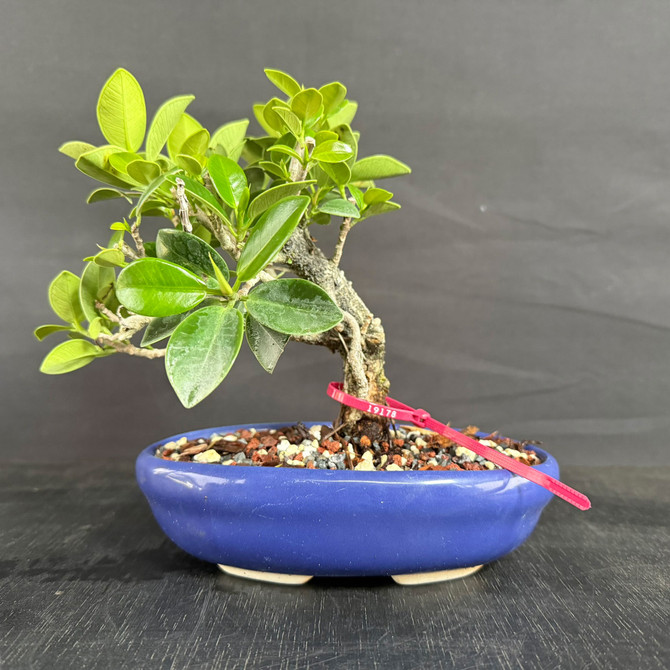 Window Sill Green Island Ficus Bonsai – Compact Size, Thick Trunk, Refined Canopy