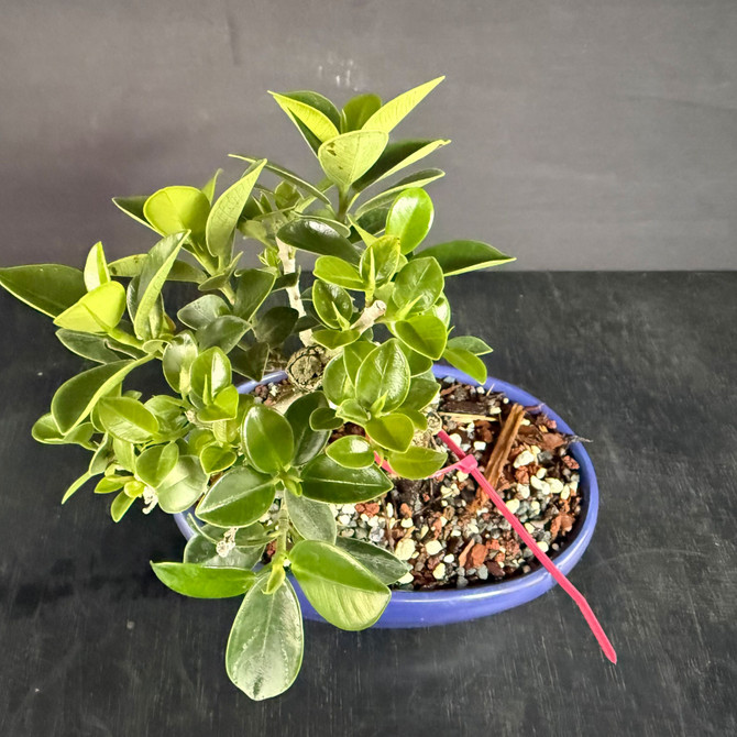 Window Sill Green Island Ficus Bonsai – Compact Size, Thick Trunk, Refined Canopy