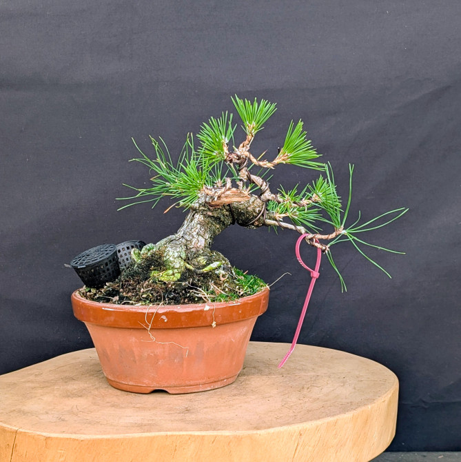 One-of-a-Kind Japanese Black Pine Bonsai (Seed-Grown 1988) – Great Trunk & Nebari