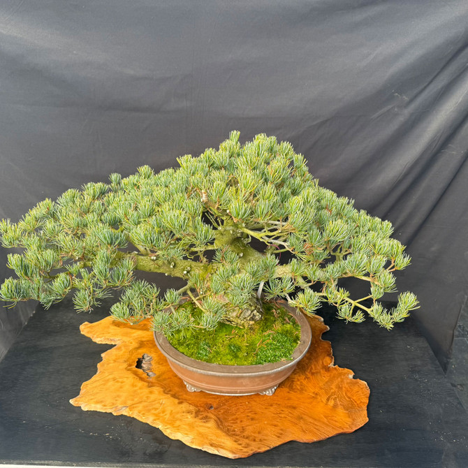 Large One-of-a-Kind Imported Japanese White Pine Bonsai in Yixing Pot