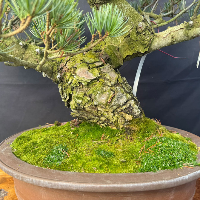 Large One-of-a-Kind Imported Japanese White Pine Bonsai in Yixing Pot