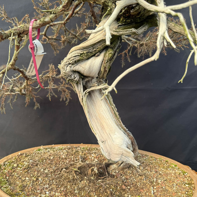 One-of-a-Kind Collected Rocky Mountain Juniper Bonsai in a Handmade Jack Hoover Pot