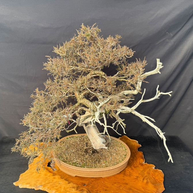 One-of-a-Kind Collected Rocky Mountain Juniper Bonsai in a Handmade Jack Hoover Pot