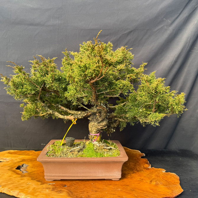 One-of-a-Kind Itoigawa Shimpaku Juniper Bonsai – Powerful Trunk, Ready for Its Next Chapter
