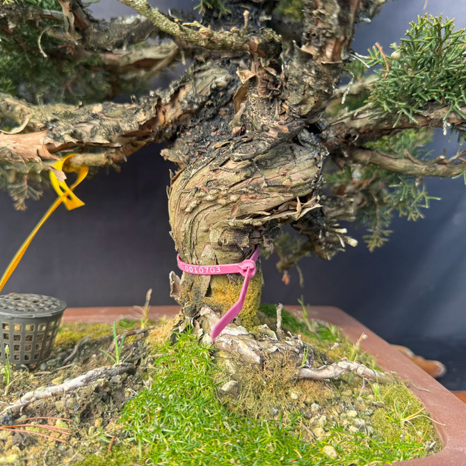 One-of-a-Kind Itoigawa Shimpaku Juniper Bonsai – Powerful Trunk, Ready for Its Next Chapter