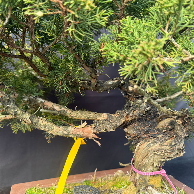 One-of-a-Kind Itoigawa Shimpaku Juniper Bonsai – Powerful Trunk, Ready for Its Next Chapter