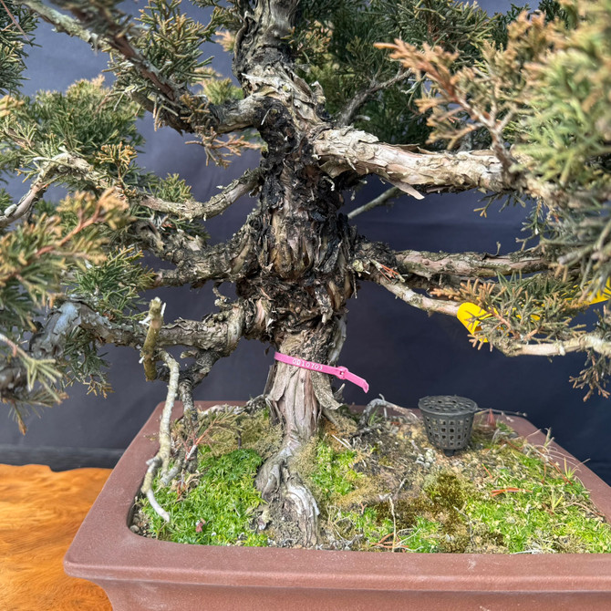 One-of-a-Kind Itoigawa Shimpaku Juniper Bonsai – Powerful Trunk, Ready for Its Next Chapter