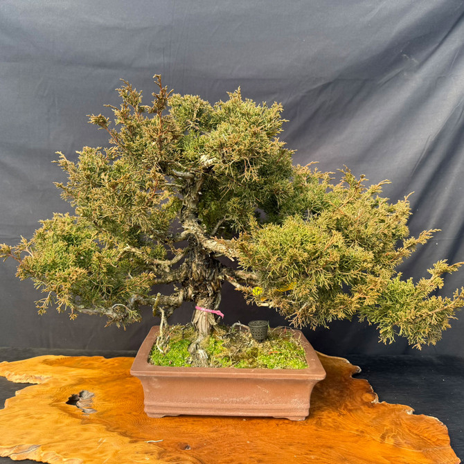 One-of-a-Kind Itoigawa Shimpaku Juniper Bonsai – Powerful Trunk, Ready for Its Next Chapter