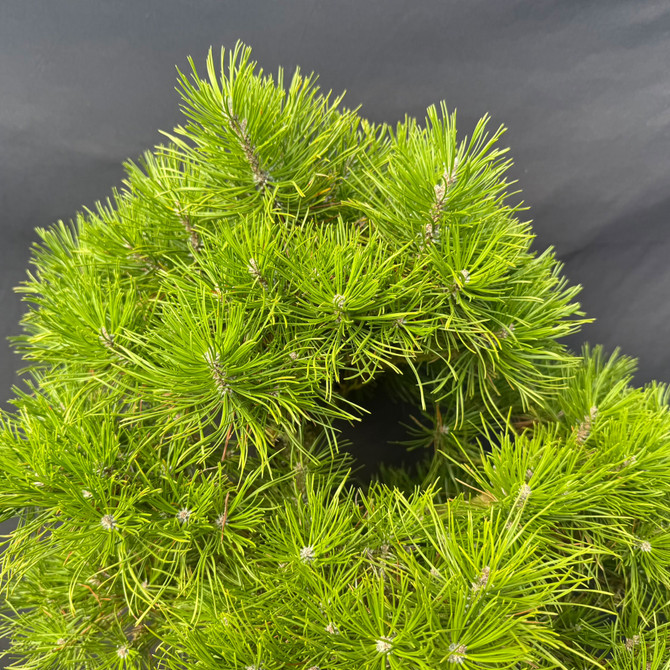 One-of-a-Kind 30+ Year Japanese Black Pine Bonsai – Aged Trunk, Serious Potential