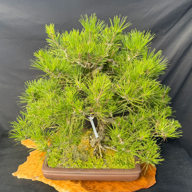 Old Japanese Black Pine Bonsai – Wide Canopy, Powerful Trunk, First Time Online