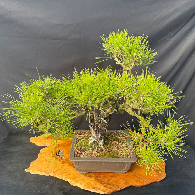 Rare Nishiki Japanese Black Pine Bonsai – Mature Cork Bark Specimen (27" Tall)