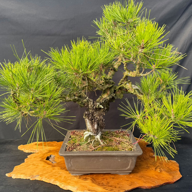 Rare Nishiki Japanese Black Pine Bonsai – Mature Cork Bark Specimen (27" Tall)