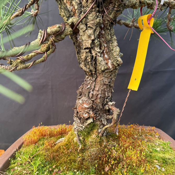 Nishiki “Cork Bark” Japanese Black Pine Bonsai – Collector Specimen (25” Tall)