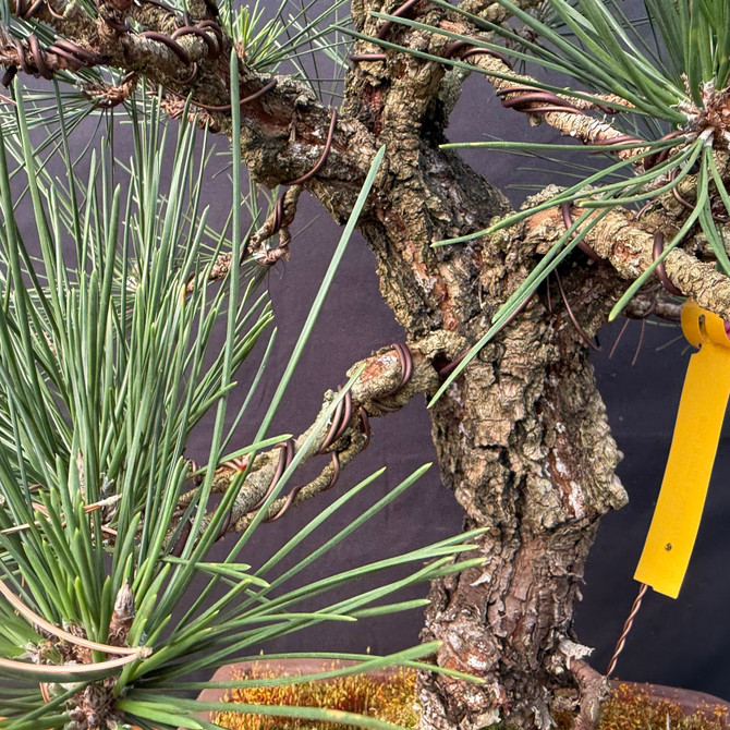 Nishiki “Cork Bark” Japanese Black Pine Bonsai – Collector Specimen (25” Tall)