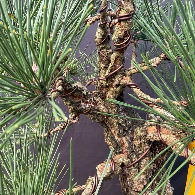 Nishiki “Cork Bark” Japanese Black Pine Bonsai – Collector Specimen (25” Tall)