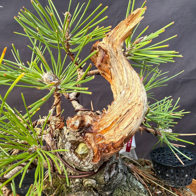 Shohin Japanese Black Pine Pre-Bonsai – Seed-Grown Gerald Rainville Collection