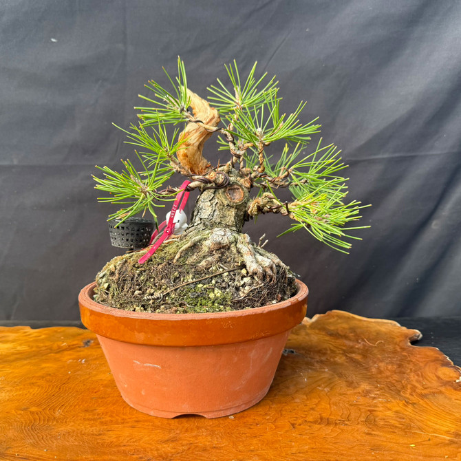 Shohin Japanese Black Pine Pre-Bonsai – Seed-Grown Gerald Rainville Collection