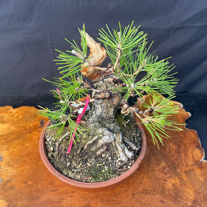 Shohin Japanese Black Pine Pre-Bonsai – Seed-Grown Gerald Rainville Collection