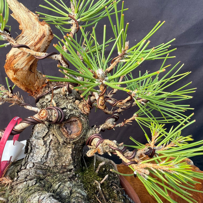 Shohin Japanese Black Pine Pre-Bonsai – Seed-Grown Gerald Rainville Collection