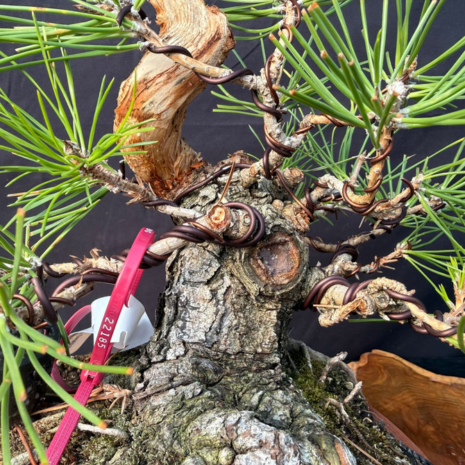 Shohin Japanese Black Pine Pre-Bonsai – Seed-Grown Gerald Rainville Collection