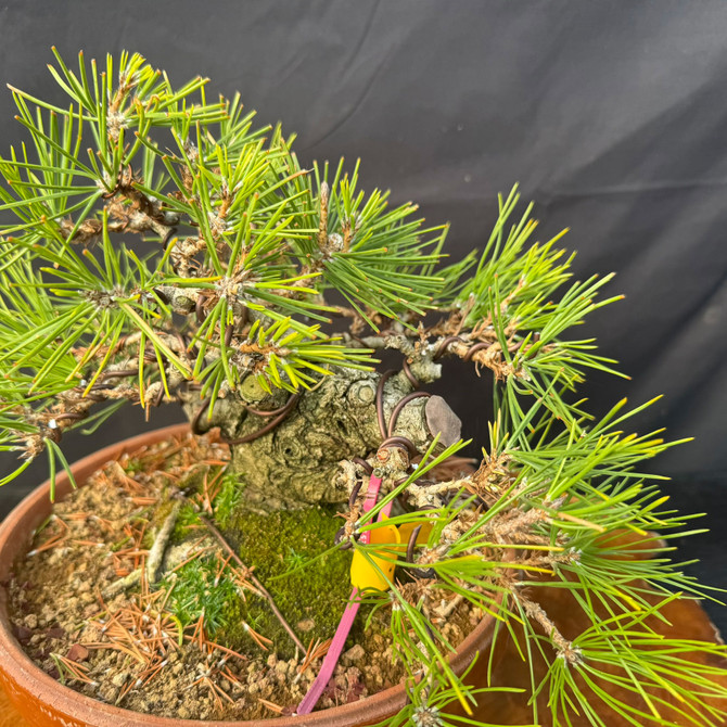 Shohin Japanese Black Pine Pre-Bonsai – Gerald Rainville Collection (Powerful Base)