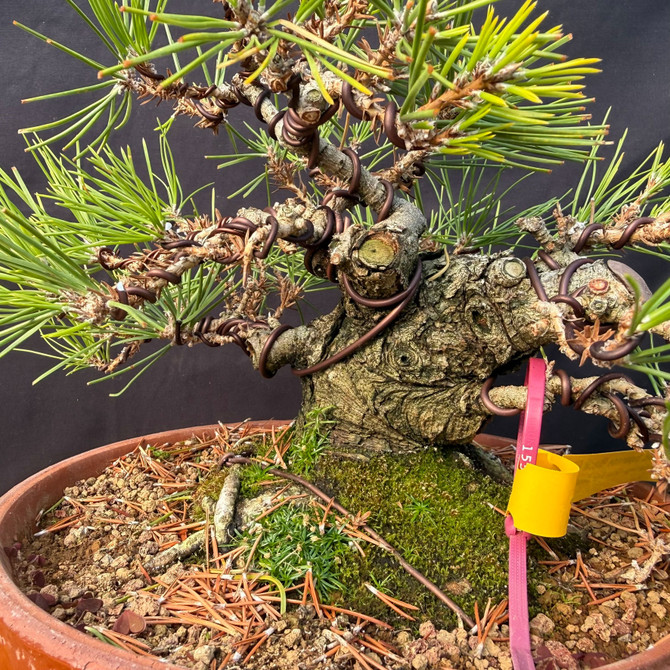 Shohin Japanese Black Pine Pre-Bonsai – Gerald Rainville Collection (Powerful Base)