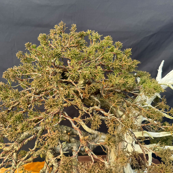 40+ Year Cutting-Grown Shimpaku Itoigawa Bonsai with Dramatic Jin & Shari in 16" Yixing Pot (Local Pickup)