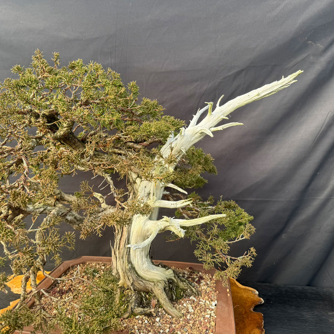 40+ Year Cutting-Grown Shimpaku Itoigawa Bonsai with Dramatic Jin & Shari in 16" Yixing Pot (Local Pickup)