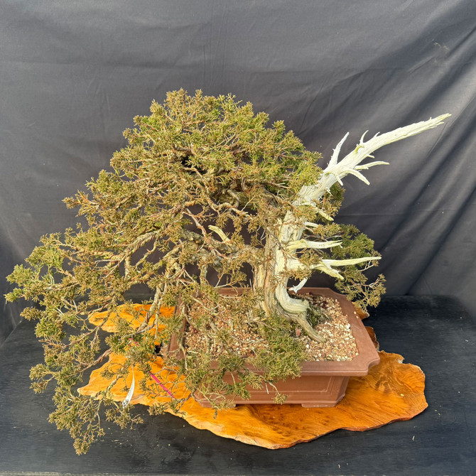 40+ Year Cutting-Grown Shimpaku Itoigawa Bonsai with Dramatic Jin & Shari in 16" Yixing Pot (Local Pickup)