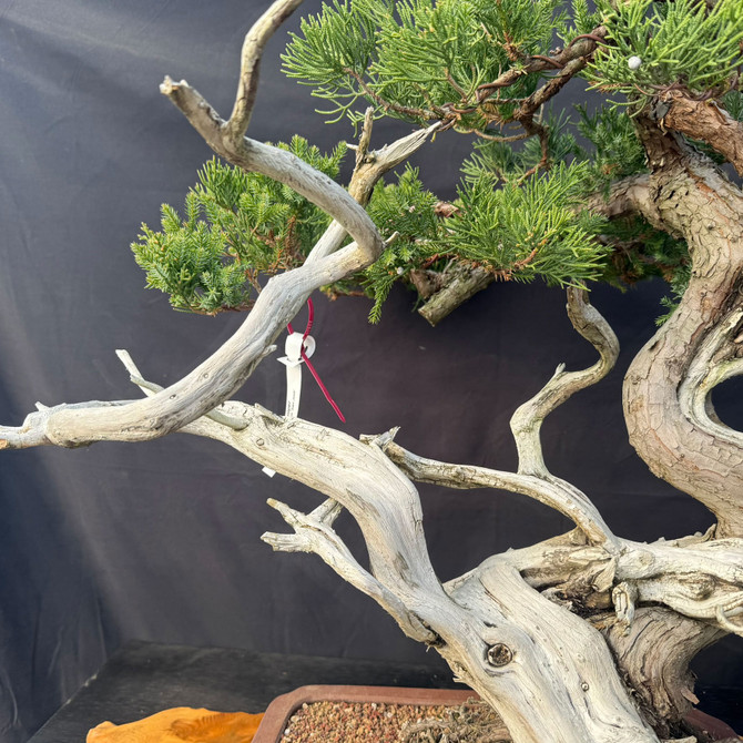 Very Old Field-Grown San Jose Juniper Bonsai with Powerful Jin & Shari in Etched Yixing Pot (Showpiece Tree)