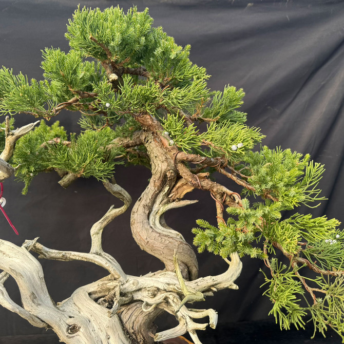Very Old Field-Grown San Jose Juniper Bonsai with Powerful Jin & Shari in Etched Yixing Pot (Showpiece Tree)