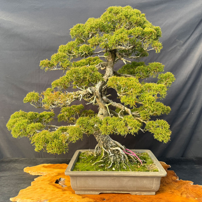 Old Itoigawa Shimpaku Juniper Bonsai (Collector-Grown) – Powerful Nabari & Future Show Tree Potential