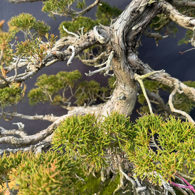 Old Itoigawa Shimpaku Juniper Bonsai (Collector-Grown) – Powerful Nabari & Future Show Tree Potential