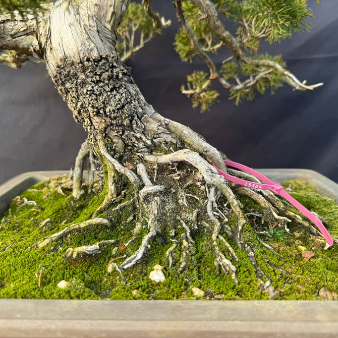 Old Itoigawa Shimpaku Juniper Bonsai (Collector-Grown) – Powerful Nabari & Future Show Tree Potential