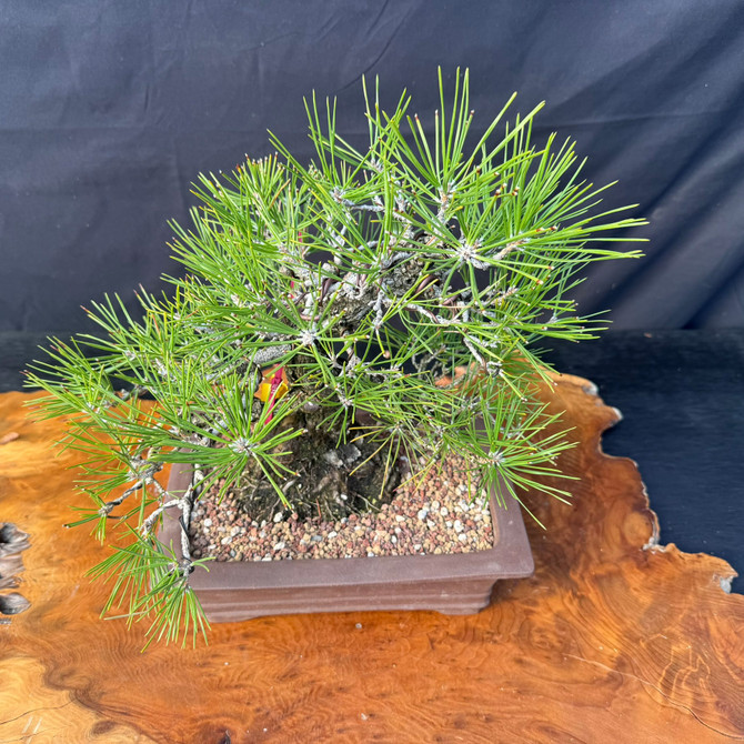 Seed-Grown Japanese Black Pine Shohin Bonsai by Gerald Rainville (Styled by Peter Olson)