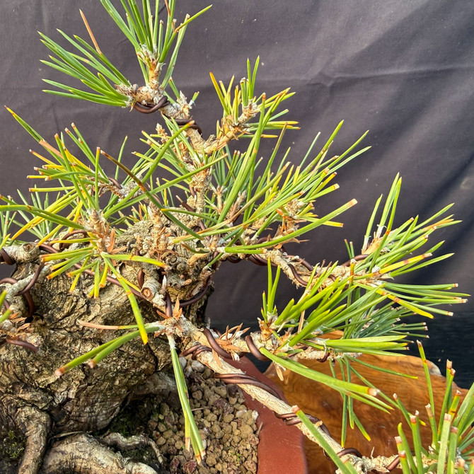 Shohin Japanese Black Pine Bonsai by Gerald Rainville with Powerful Nebari (One-Of-A-Kind)