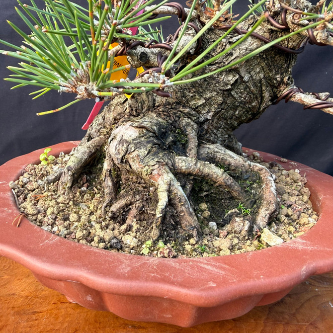 Shohin Japanese Black Pine Bonsai by Gerald Rainville with Powerful Nebari (One-Of-A-Kind)