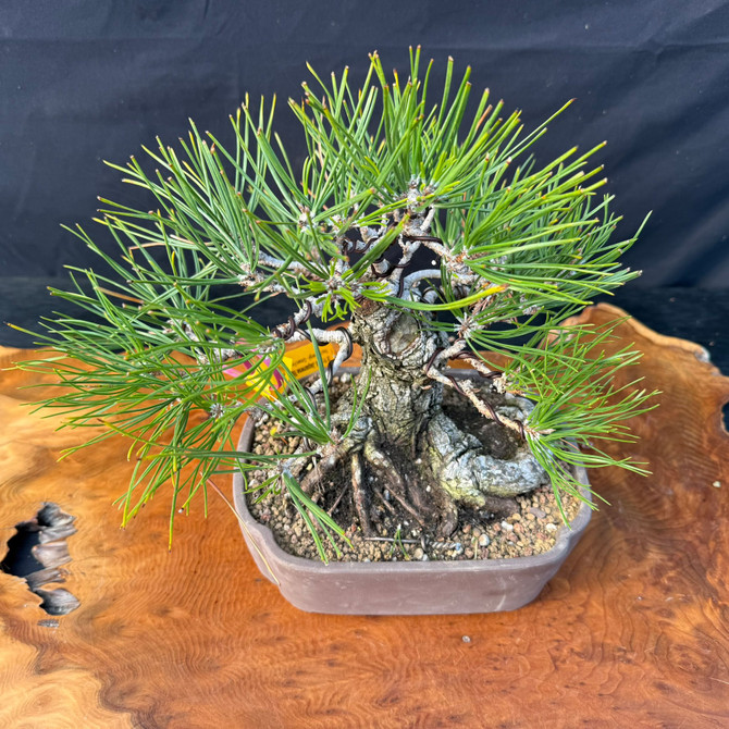 Japanese Black Pine Bonsai with Powerful Base & Character Trunk (One-Of-A-Kind)