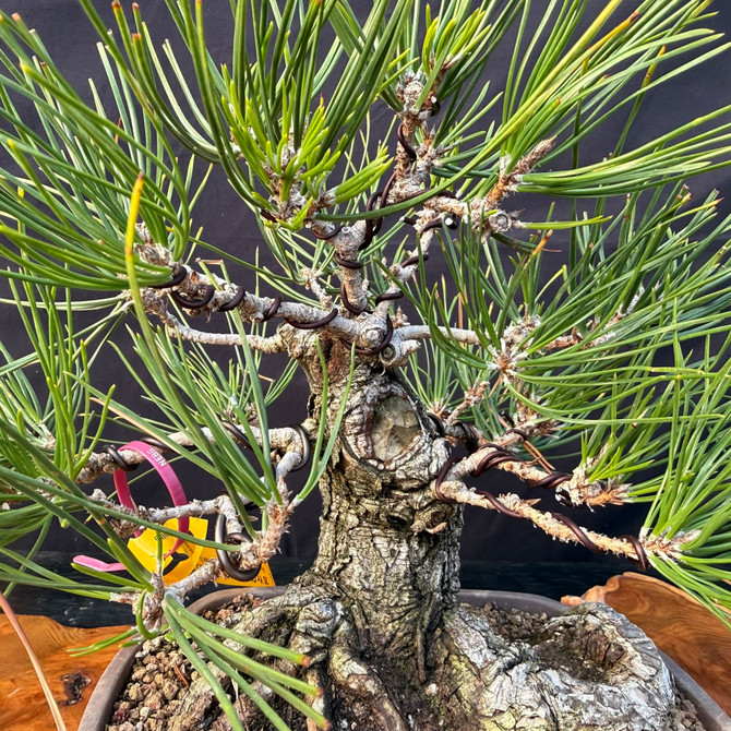 Japanese Black Pine Bonsai with Powerful Base & Character Trunk (One-Of-A-Kind)