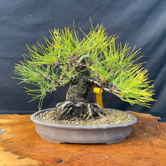Japanese Black Pine Bonsai with Powerful Nebari & Old Bark Character (One-Of-A-Kind)