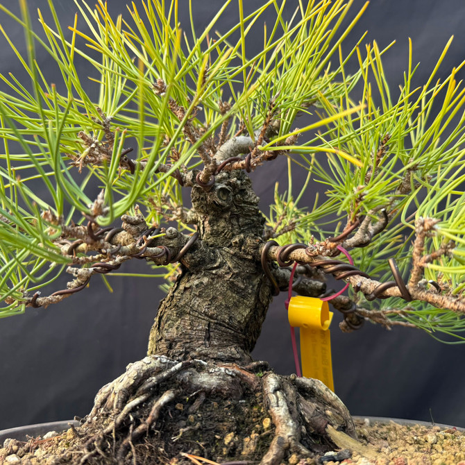 Japanese Black Pine Bonsai with Powerful Nebari & Old Bark Character (One-Of-A-Kind)
