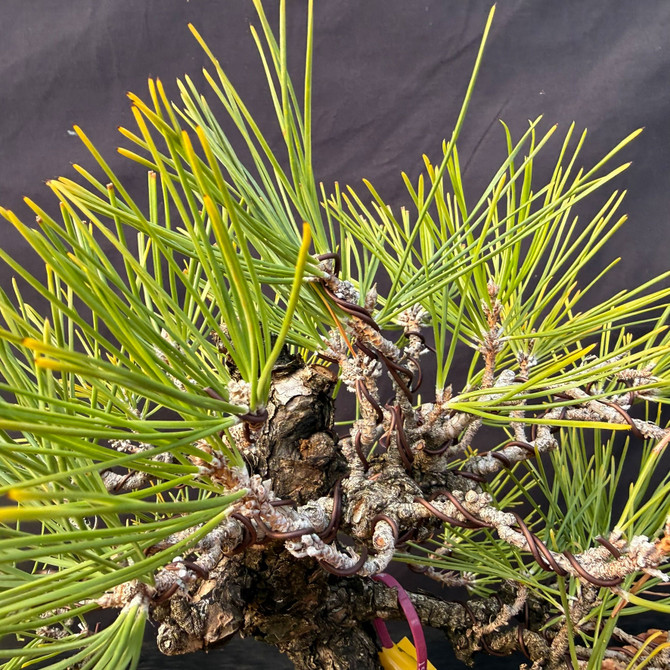 Seed-Grown Japanese Black Pine Bonsai (1987) with Rugged Bark & Powerful Branch Structure (One-Of-A-Kind)
