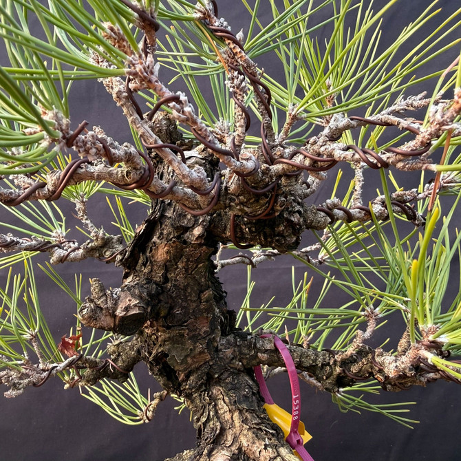 Seed-Grown Japanese Black Pine Bonsai (1987) with Rugged Bark & Powerful Branch Structure (One-Of-A-Kind)