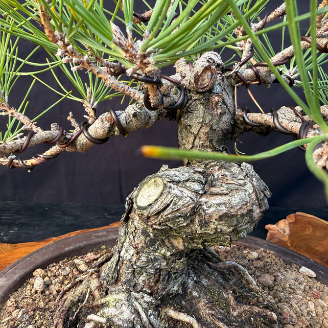 Seed-Grown Japanese Black Pine Shohin Bonsai with Powerful Trunk & Classic Low Canopy (One-Of-A-Kind)