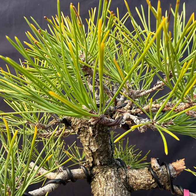 Seed-Grown Japanese Black Pine Bonsai Root-Over-Rock with Powerful Base & Classic Canopy (One-Of-A-Kind)